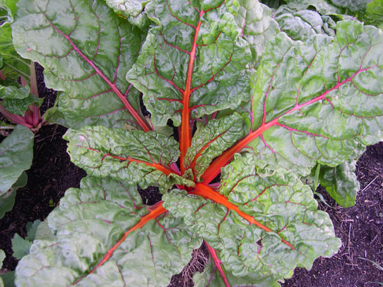 Swiss Chard - A Red Variety From "Bright Lights" Packet